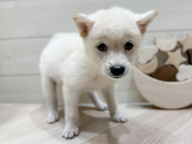 千葉県の豆柴 (ペッツファーストおゆみ野店/2025年7月12日生まれ/男の子/白)の子犬