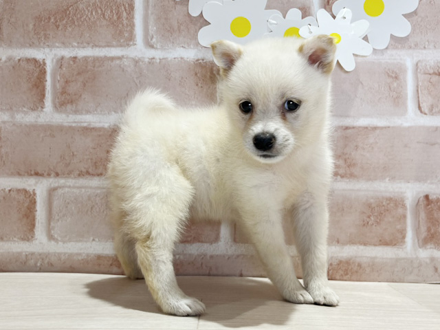 岡山県の豆柴 (ペッツファースト倉敷店/2025年7月12日生まれ/女の子/白)の子犬の2枚目の画像