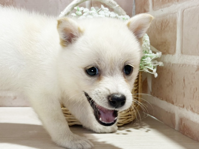 岡山県の豆柴 (ペッツファースト倉敷店/2025年7月12日生まれ/女の子/白)の子犬の3枚目の画像