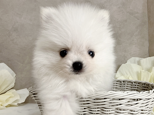 奈良県のポメプー(ポメラニアン×プードル) (ペッツファースト橿原店/2025年7月14日生まれ/男の子/クリーム)の子犬の3枚目の画像