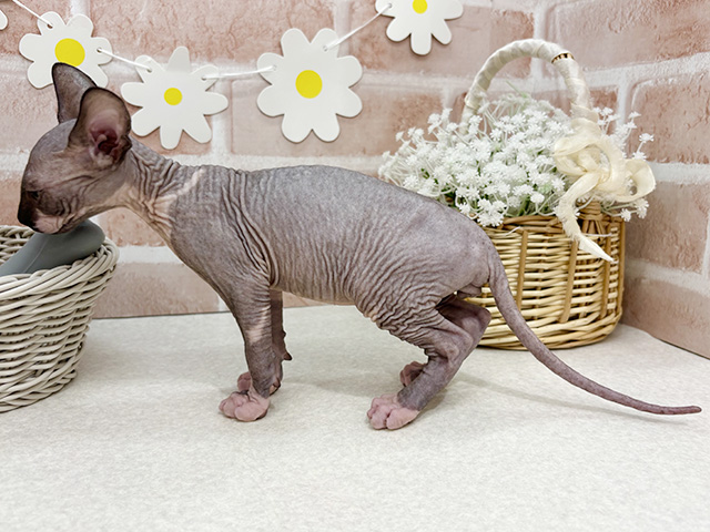 東京都のスフィンクス (ペッツファーストお台場店/2025年7月14日生まれ/男の子/ブルーホワイト)の子猫の2枚目の画像