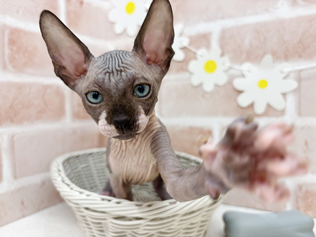 東京都のスフィンクス (ペッツファーストお台場店/2025年7月14日生まれ/男の子/ブルーホワイト)の子猫の3枚目の画像