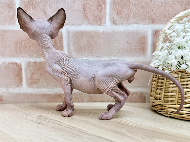 東京都のスフィンクス (ペッツファーストfor cats武蔵小山店/2025年7月14日生まれ/男の子/ライラック)の子猫の2枚目の画像