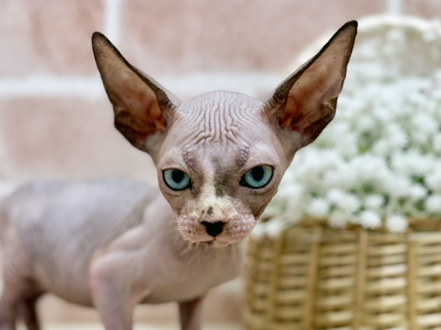 東京都のスフィンクス (ペッツファーストfor cats武蔵小山店/2025年7月14日生まれ/男の子/ライラック)の子猫の3枚目の画像