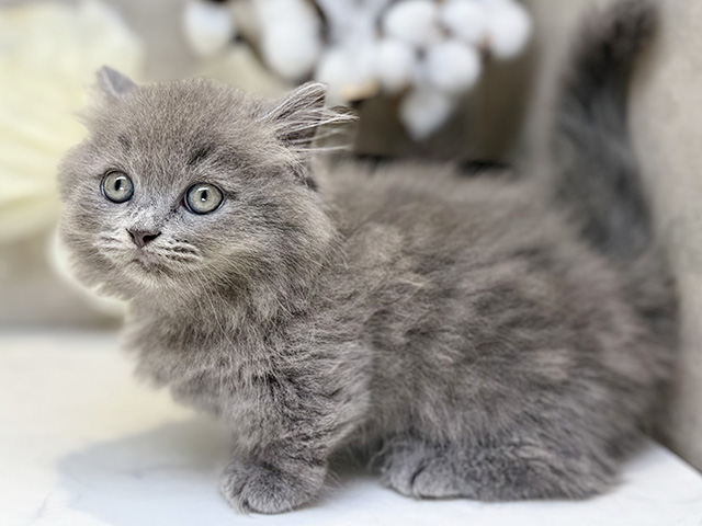 岡山県のミヌエット (ペッツファースト倉敷店/2025年7月12日生まれ/男の子/ブルー)の子猫の2枚目の画像