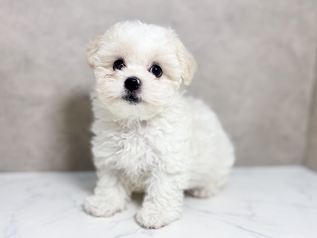 大阪府のボロニーズ (ペッツファースト東大阪店/2025年7月11日生まれ/男の子/ホワイト)の子犬の1枚目の画像