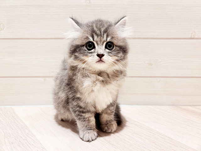 東京都のラガマフィン (ペッツファースト豊洲店/2025年7月8日生まれ/男の子/ブルータビー)の子猫の1枚目の画像