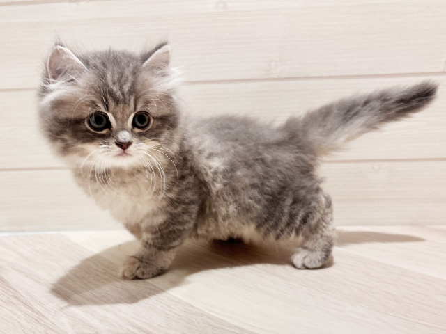 東京都のラガマフィン (ペッツファースト豊洲店/2025年7月8日生まれ/男の子/ブルータビー)の子猫の2枚目の画像