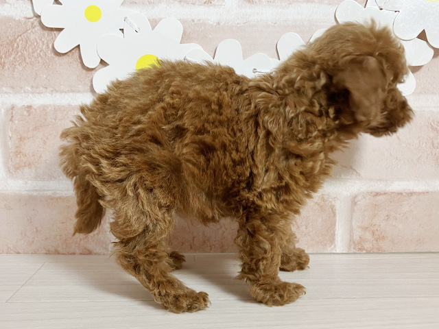 静岡県のタイニープードル (ペッツファースト富士南店/2025年7月15日生まれ/女の子/レッド)の子犬の2枚目の画像