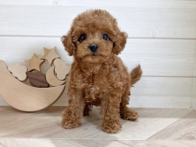 鳥取県のタイニープードル (ペッツファースト日吉津店/2025年7月15日生まれ/女の子/レッド)の子犬の1枚目の画像