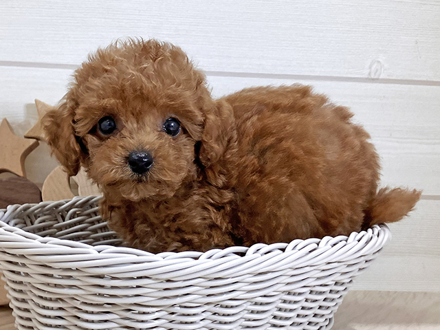 鳥取県のタイニープードル (ペッツファースト日吉津店/2025年7月15日生まれ/女の子/レッド)の子犬の3枚目の画像