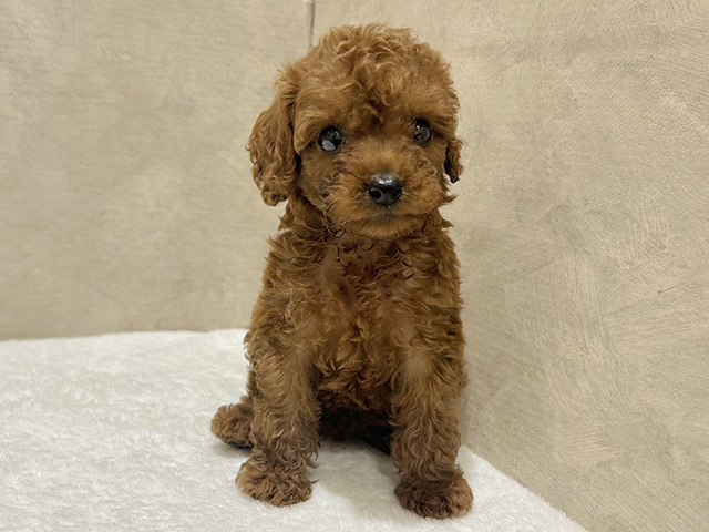 東京都のタイニープードル (ペッツファースト中野店/2025年7月14日生まれ/女の子/レッド)の子犬の1枚目の画像
