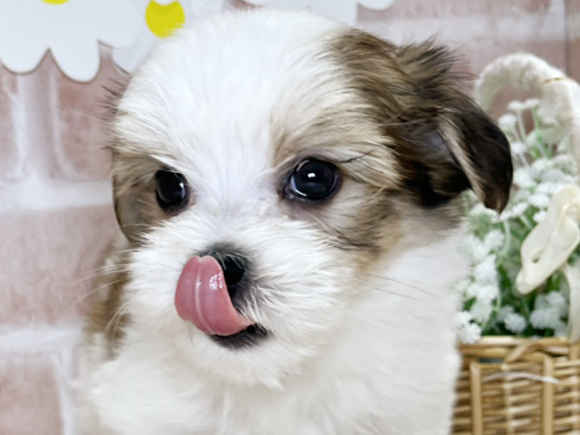岡山県のハーフ犬・ミックス犬 (ペッツファースト倉敷店/2025年7月15日生まれ/男の子/ホワイトレッド)の子犬の3枚目の画像