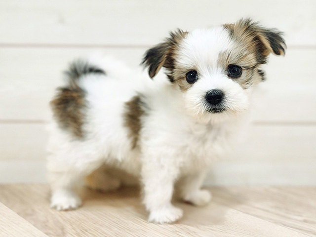 千葉県のハーフ犬・ミックス犬 (ペッツファーストららぽーとTOKYO-BAY店/2025年7月15日生まれ/女の子/ホワイトレッド)の子犬の2枚目の画像