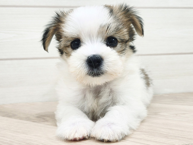 千葉県のハーフ犬・ミックス犬 (ペッツファーストららぽーとTOKYO-BAY店/2025年7月15日生まれ/女の子/ホワイトレッド)の子犬の3枚目の画像