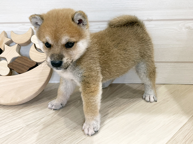 東京都の豆柴 (ペッツファースト昭島店/2025年7月15日生まれ/男の子/赤)の子犬の2枚目の画像