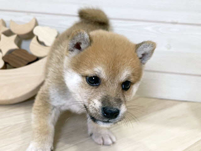 東京都の豆柴 (ペッツファースト昭島店/2025年7月15日生まれ/男の子/赤)の子犬の3枚目の画像