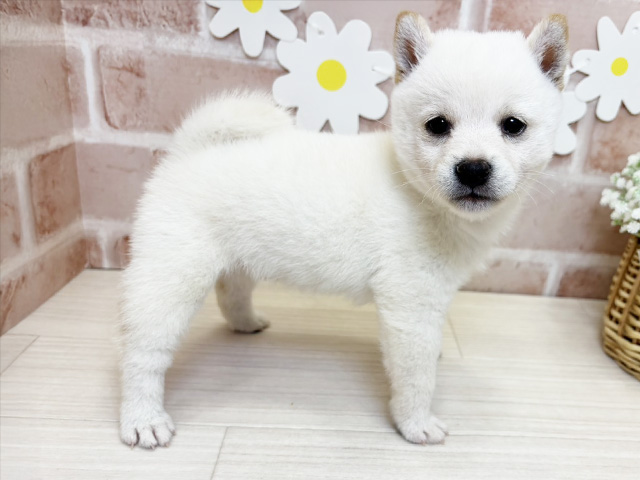 鹿児島県の豆柴 (ペッツファースト鹿児島店/2025年7月15日生まれ/女の子/白)の子犬の2枚目の画像