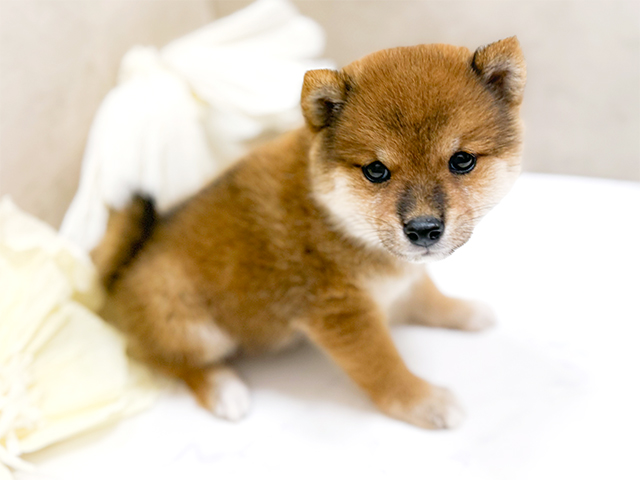 東京都の豆柴 (ペッツファースト恵比寿店/2025年7月12日生まれ/女の子/赤)の子犬の2枚目の画像