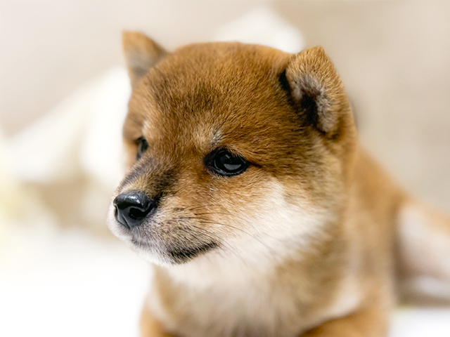 東京都の豆柴 (ペッツファースト恵比寿店/2025年7月12日生まれ/女の子/赤)の子犬の3枚目の画像