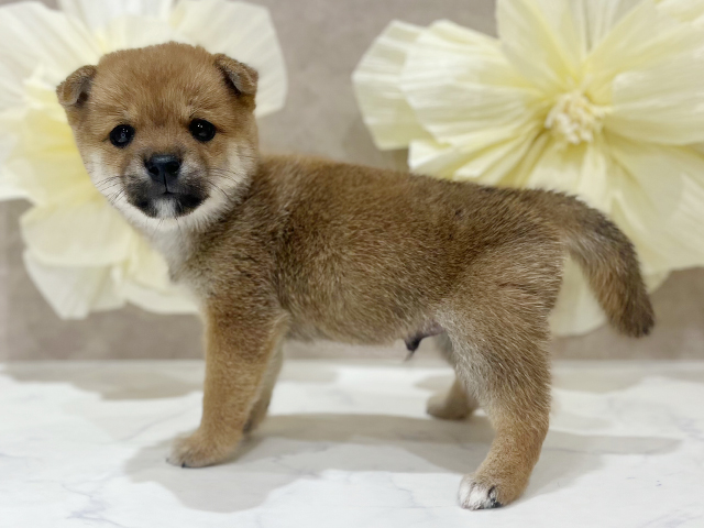東京都の豆柴 (ペッツファースト新宿店/2025年7月15日生まれ/男の子/赤)の子犬の2枚目の画像