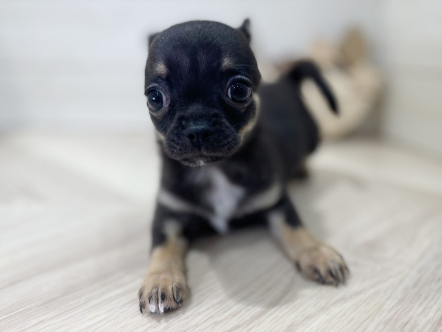 チワワ