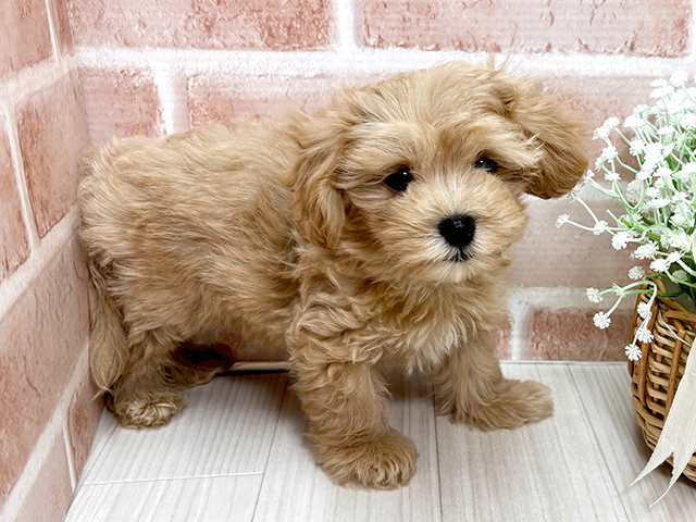 埼玉県のマルプー(マルチーズ×プードル) (ペッツファースト川越店/2025年7月14日生まれ/男の子/アプリコット)の子犬の2枚目の画像