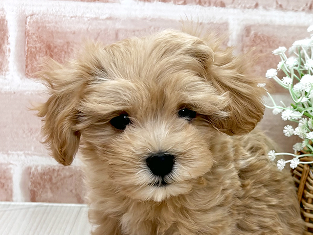 埼玉県のマルプー(マルチーズ×プードル) (ペッツファースト川越店/2025年7月14日生まれ/男の子/アプリコット)の子犬の3枚目の画像