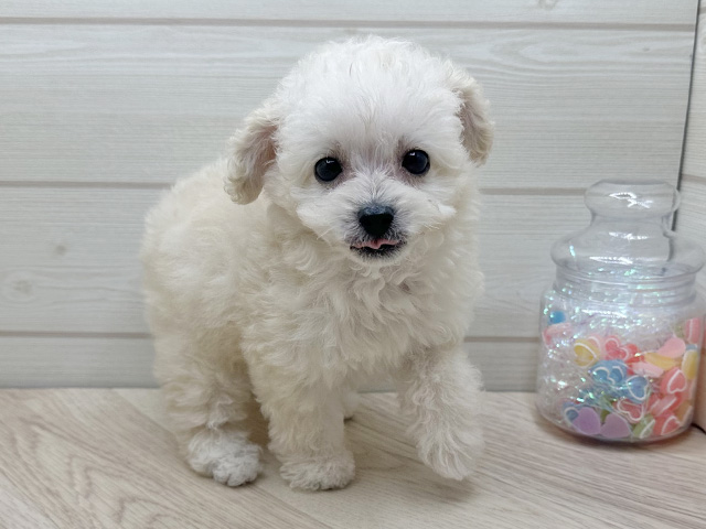 東京都のタイニープードル (ペッツファースト渋谷店/2025年7月15日生まれ/女の子/シャンパン)の子犬の1枚目の画像