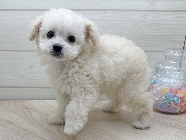 東京都のタイニープードル (ペッツファースト渋谷店/2025年7月15日生まれ/女の子/シャンパン)の子犬の2枚目の画像