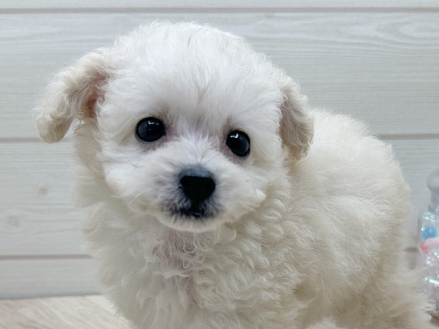 東京都のタイニープードル (ペッツファースト渋谷店/2025年7月15日生まれ/女の子/シャンパン)の子犬の3枚目の画像