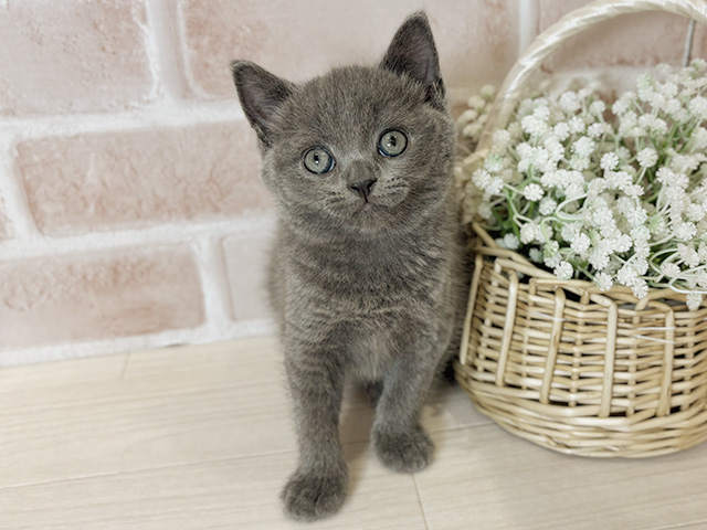 ブリティッシュ