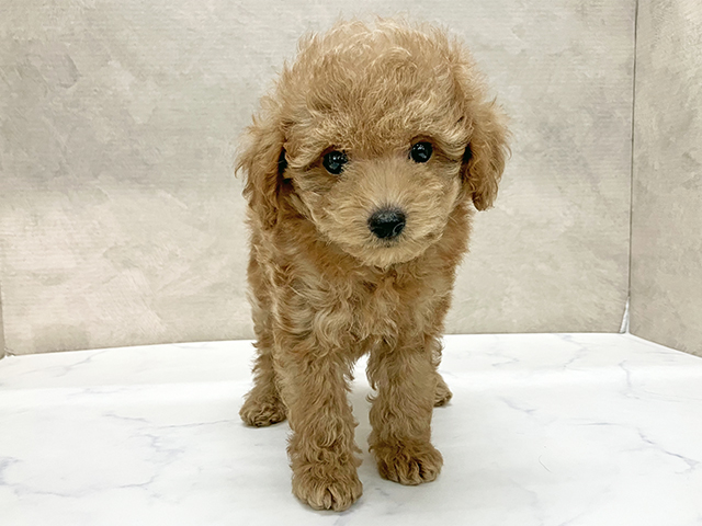 広島県のトイプードル(トイ) (ペッツファースト宇品店/2025年7月15日生まれ/男の子/レッド)の子犬