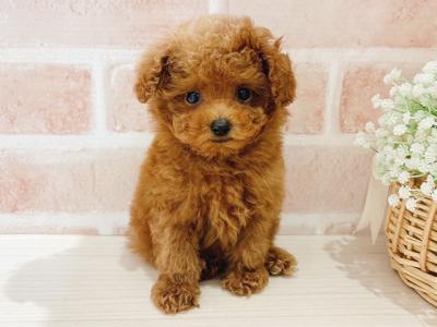 埼玉県のトイプードル(トイ) (ペッツファーストカインズ浦和美園店/2025年6月10日生まれ/男の子/レッド)の子犬の1枚目の画像