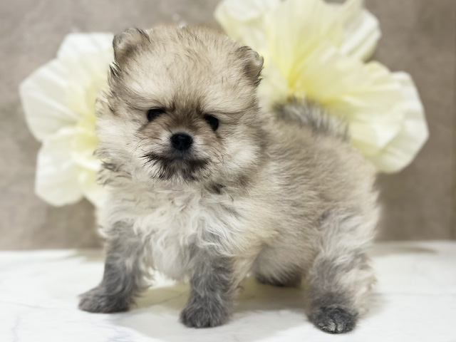東京都のポメラニアン (ペッツファースト新宿店/2025年7月16日生まれ/男の子/クリームセーブル)の子犬の2枚目の画像