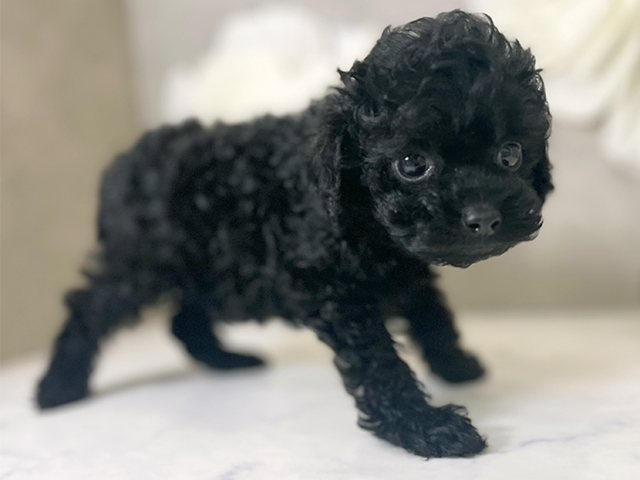 東京都のタイニープードル (ペッツファースト下北沢店/2025年7月8日生まれ/男の子/ブラック)の子犬の2枚目の画像