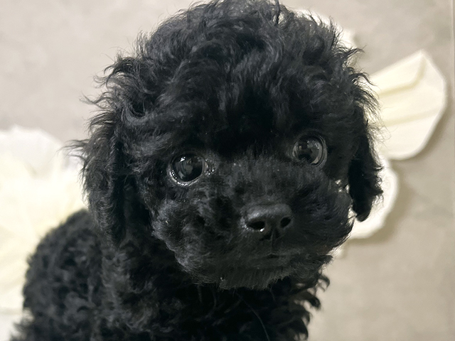 東京都のタイニープードル (ペッツファースト下北沢店/2025年7月8日生まれ/男の子/ブラック)の子犬の3枚目の画像