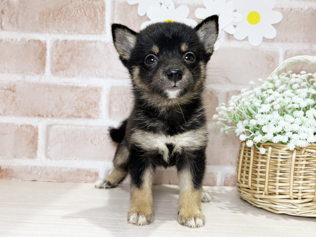 岡山県の豆柴 (ペッツファースト倉敷店/2025年7月15日生まれ/男の子/黒)の子犬の1枚目の画像