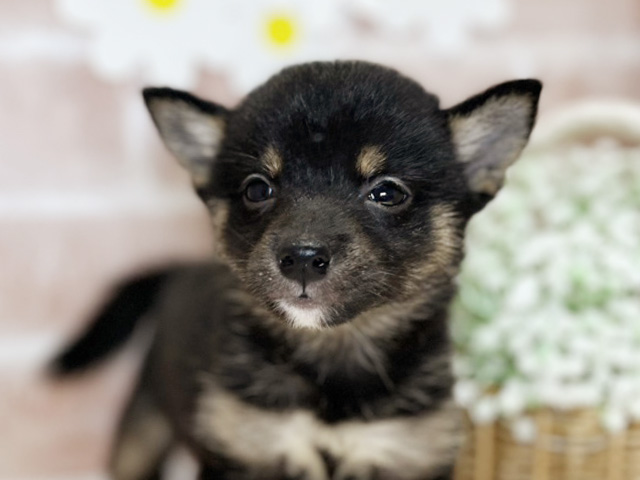 岡山県の豆柴 (ペッツファースト倉敷店/2025年7月15日生まれ/男の子/黒)の子犬の3枚目の画像