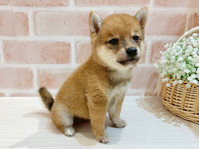 東京都の豆柴 (ペッツファースト自由が丘店/2025年7月16日生まれ/男の子/赤)の子犬の2枚目の画像