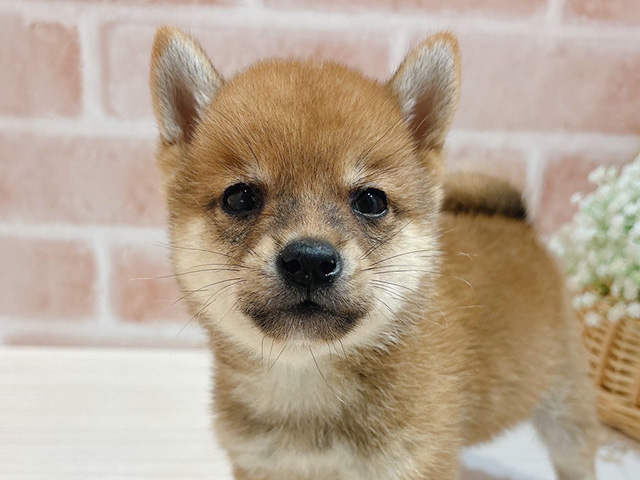 東京都の豆柴 (ペッツファースト自由が丘店/2025年7月16日生まれ/男の子/赤)の子犬の3枚目の画像