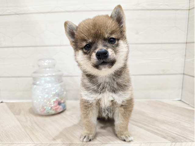 東京都の豆柴 (ペッツファースト吉祥寺サンロード店/2025年7月16日生まれ/男の子/赤)の子犬の1枚目の画像