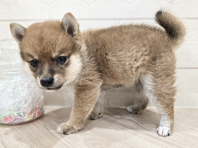東京都の豆柴 (ペッツファースト吉祥寺サンロード店/2025年7月16日生まれ/男の子/赤)の子犬の2枚目の画像