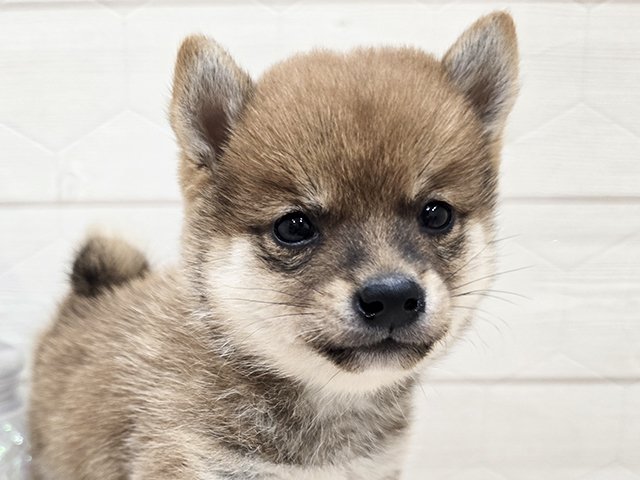 東京都の豆柴 (ペッツファースト吉祥寺サンロード店/2025年7月16日生まれ/男の子/赤)の子犬の3枚目の画像
