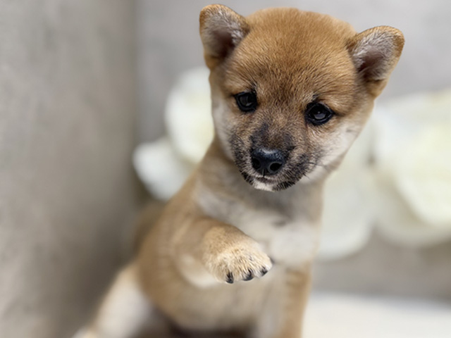 埼玉県の豆柴 (ペッツファースト川口店/2025年7月15日生まれ/女の子/赤)の子犬の3枚目の画像
