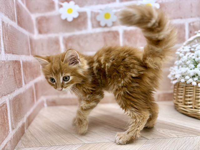 東京都のメインクーン (ペッツファーストfor cats武蔵小山店/2025年7月3日生まれ/男の子/レッドタビーホワイト)の子猫の2枚目の画像