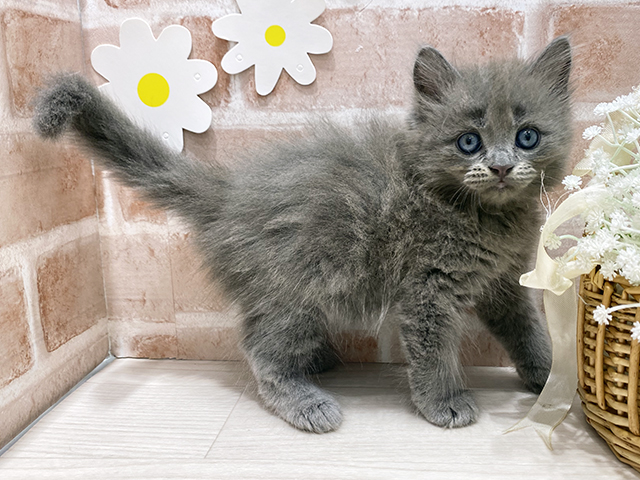福岡県のサイベリアン (ペッツファースト筑紫野店/2025年7月17日生まれ/男の子/ブルー)の子猫の2枚目の画像