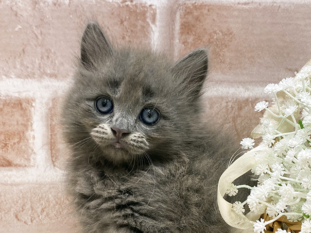 福岡県のサイベリアン (ペッツファースト筑紫野店/2025年7月17日生まれ/男の子/ブルー)の子猫の3枚目の画像