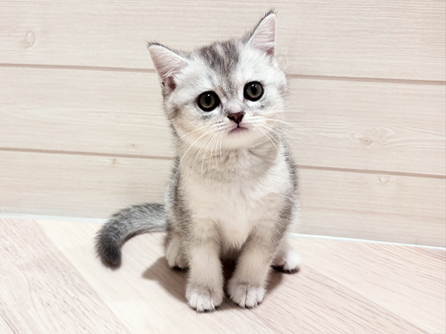 ブリティッシュ