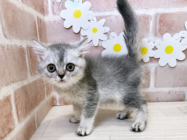 鹿児島県のブリティッシュショートヘアー (ペッツファースト鹿児島店/2025年7月16日生まれ/男の子/シェーデットシルバー)の子猫の2枚目の画像